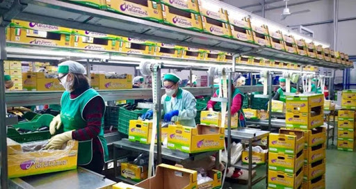 Settore ortofrutticolo ed agrumario, c'è intesa sul rinnovo del contratto nazionale applicato ai 60mila addetti